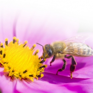 Le butineur : l'info des abeilles Beeper